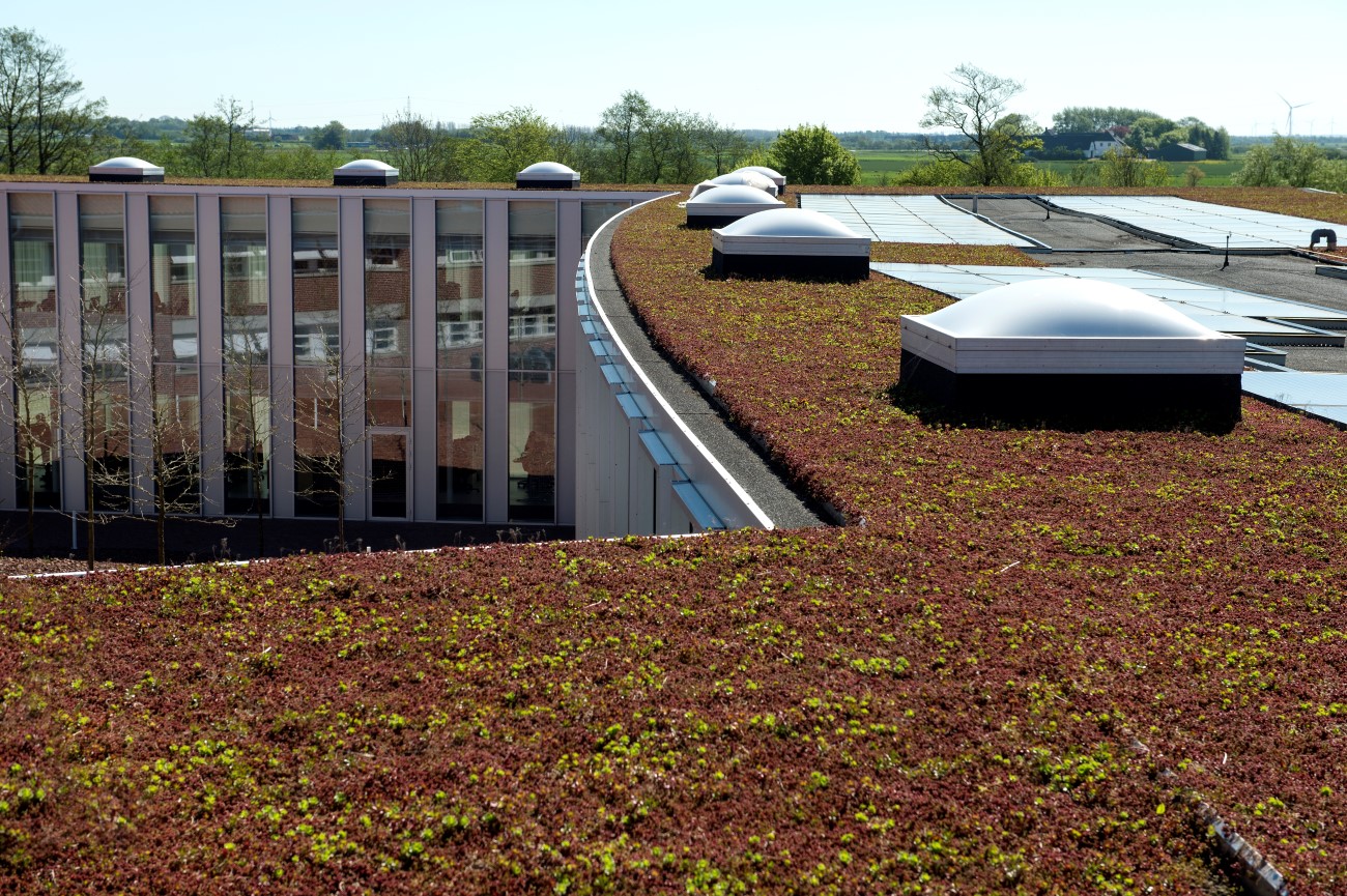 Sedum og solceller på rådhustaget